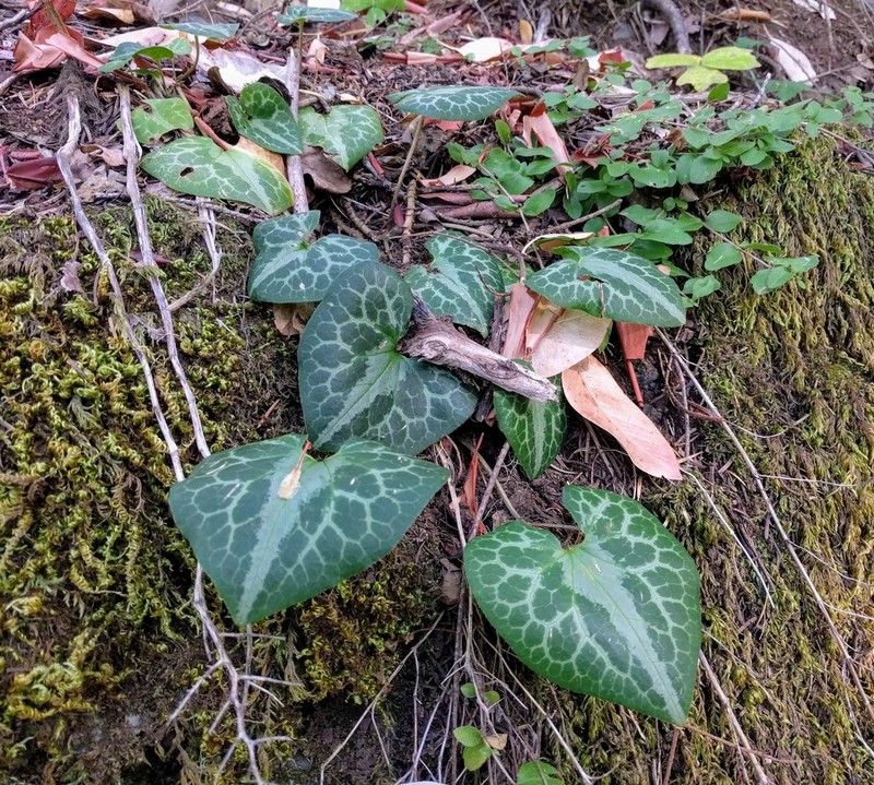 Marbled Wildginger