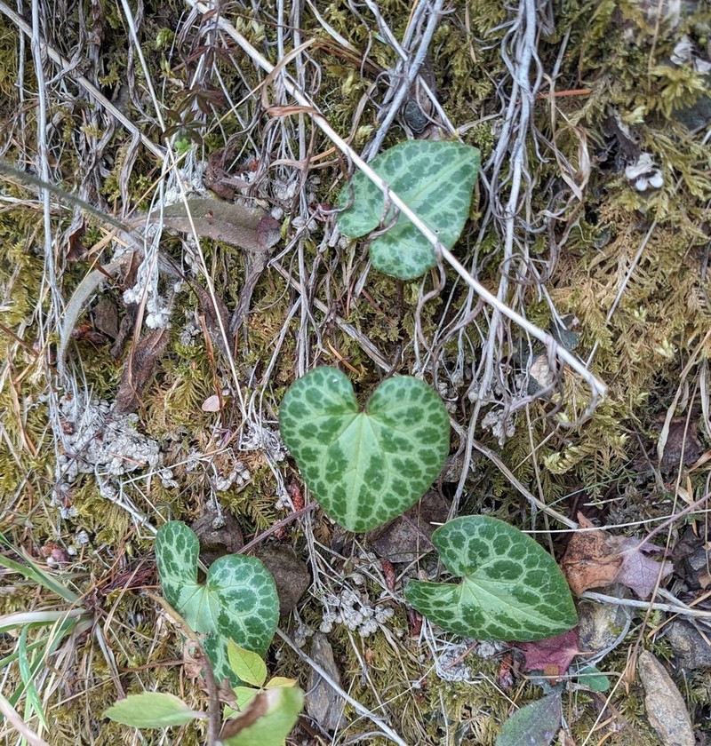Marbled Wildginger photo 3