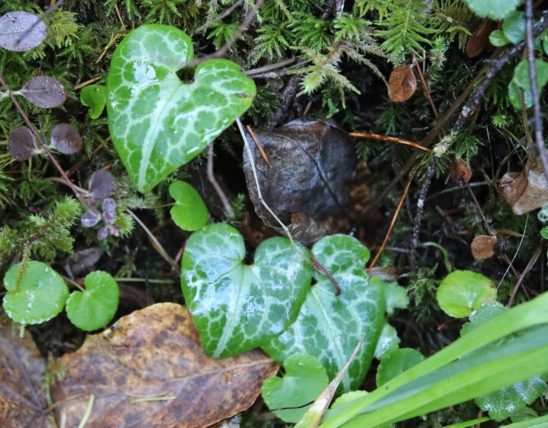 Marbled Wildginger photo 7