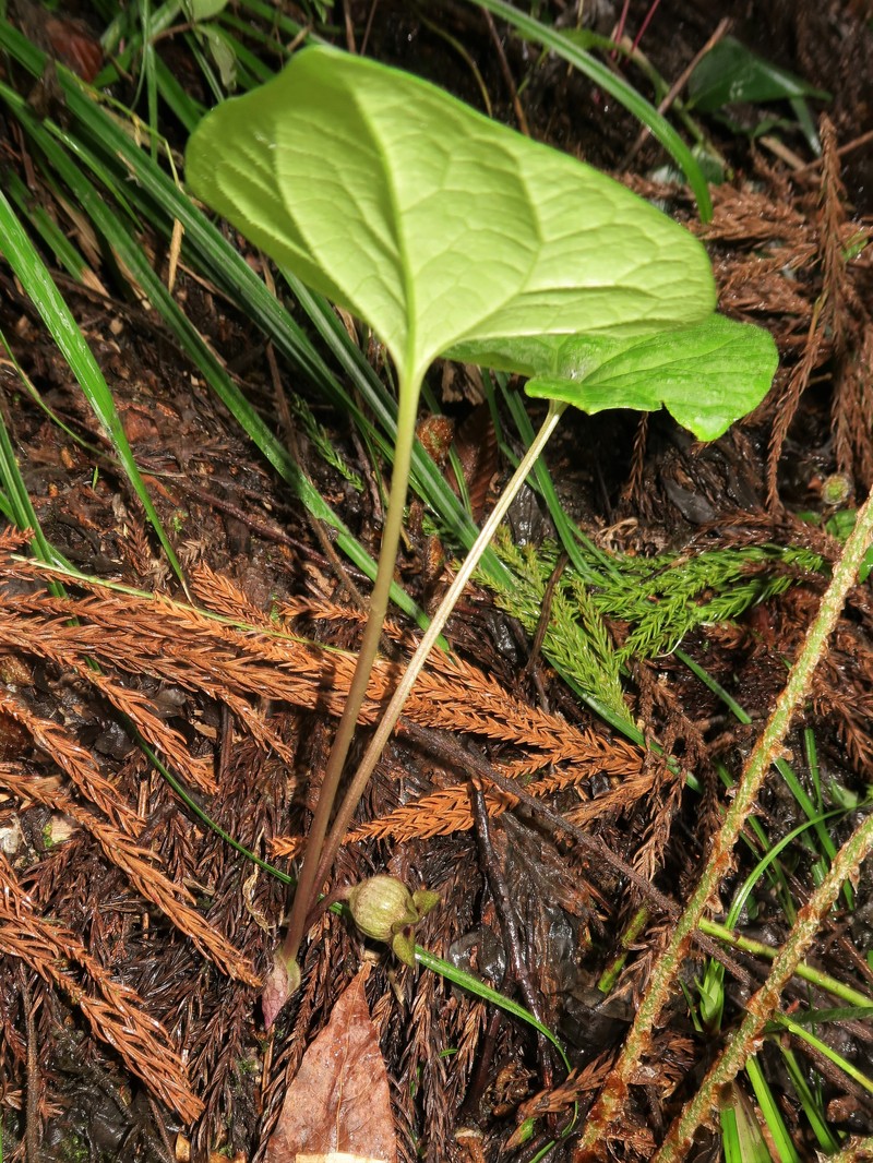 Asarum maruyamae