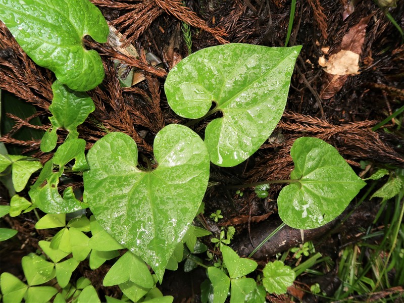 Asarum maruyamae photo 2