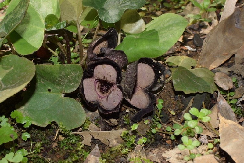 Asarum maximum photo 3