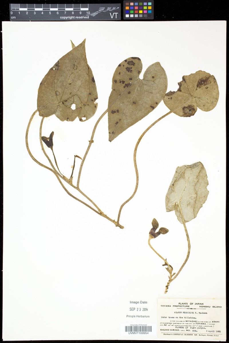 Asarum megacalyx photo 2