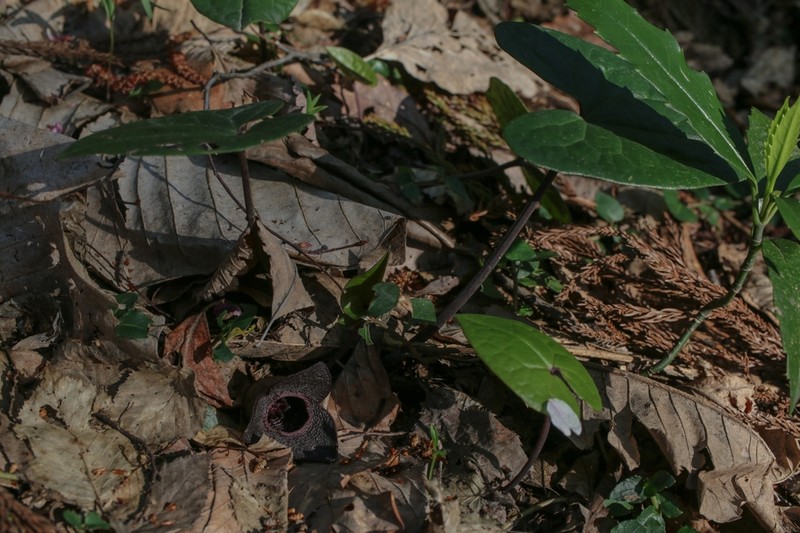 Asarum megacalyx