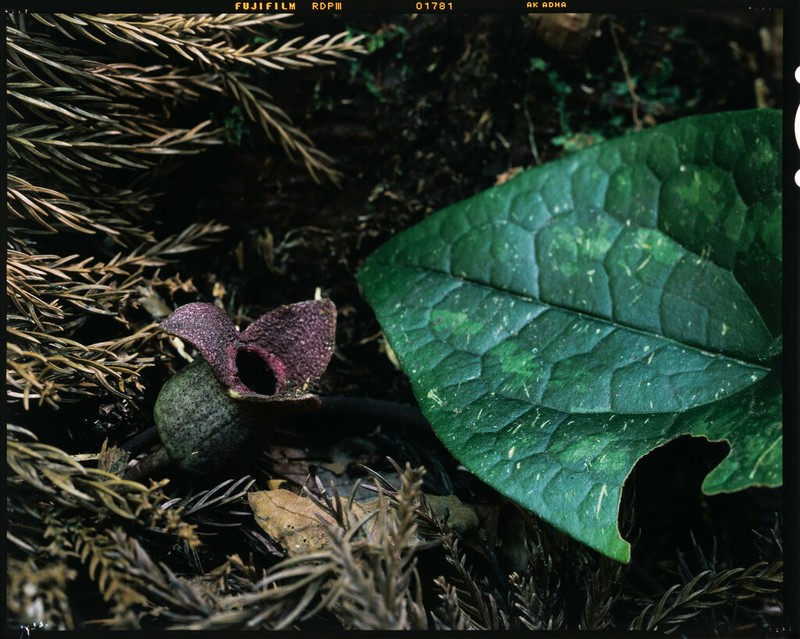 Asarum megacalyx photo 3