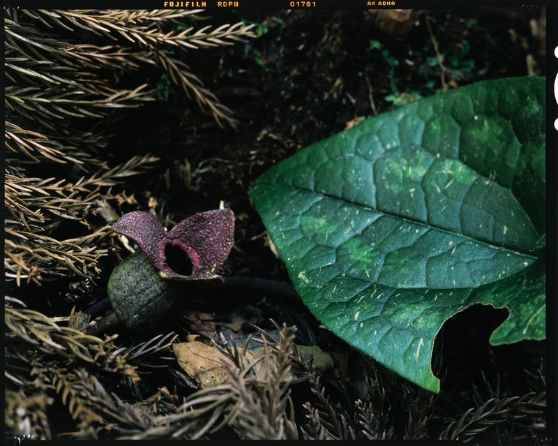Asarum megacalyx photo 5