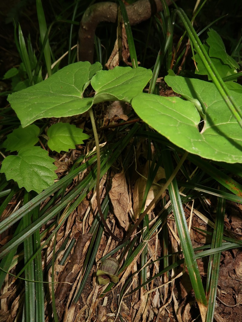 Asarum mikuniense