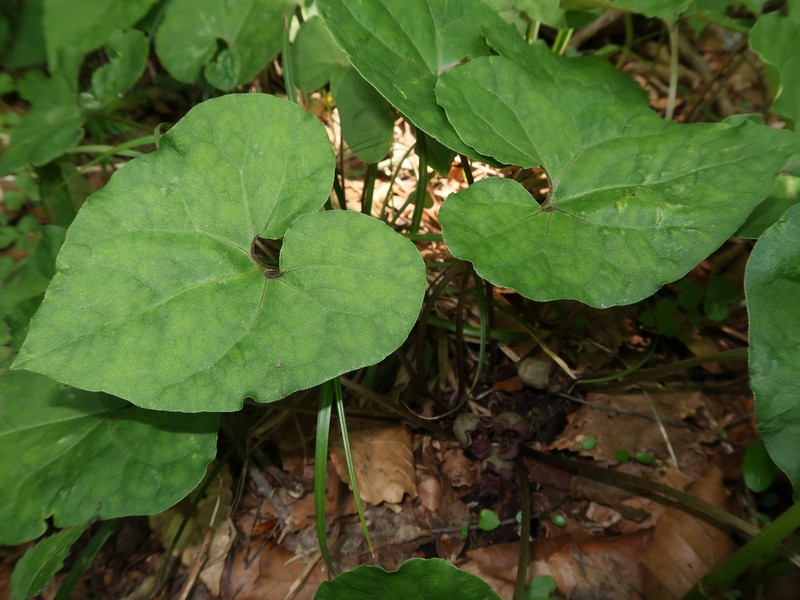 Asarum mikuniense photo 2