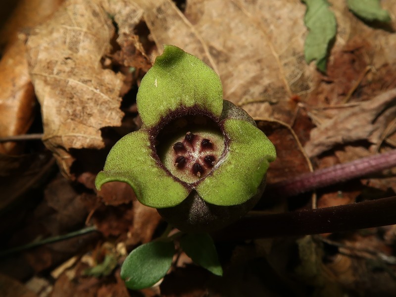 Asarum mikuniense photo 3