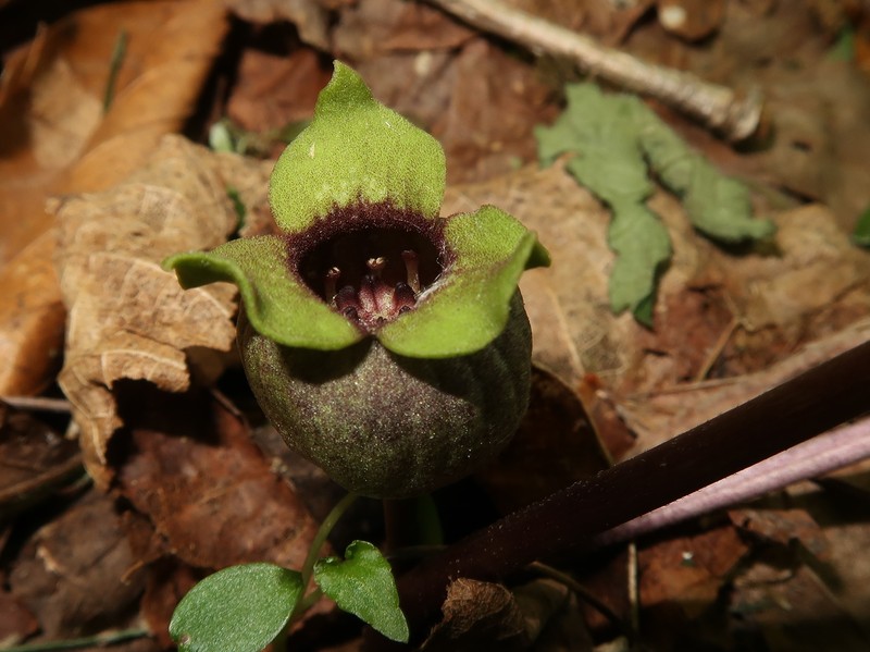 Asarum mikuniense photo 4