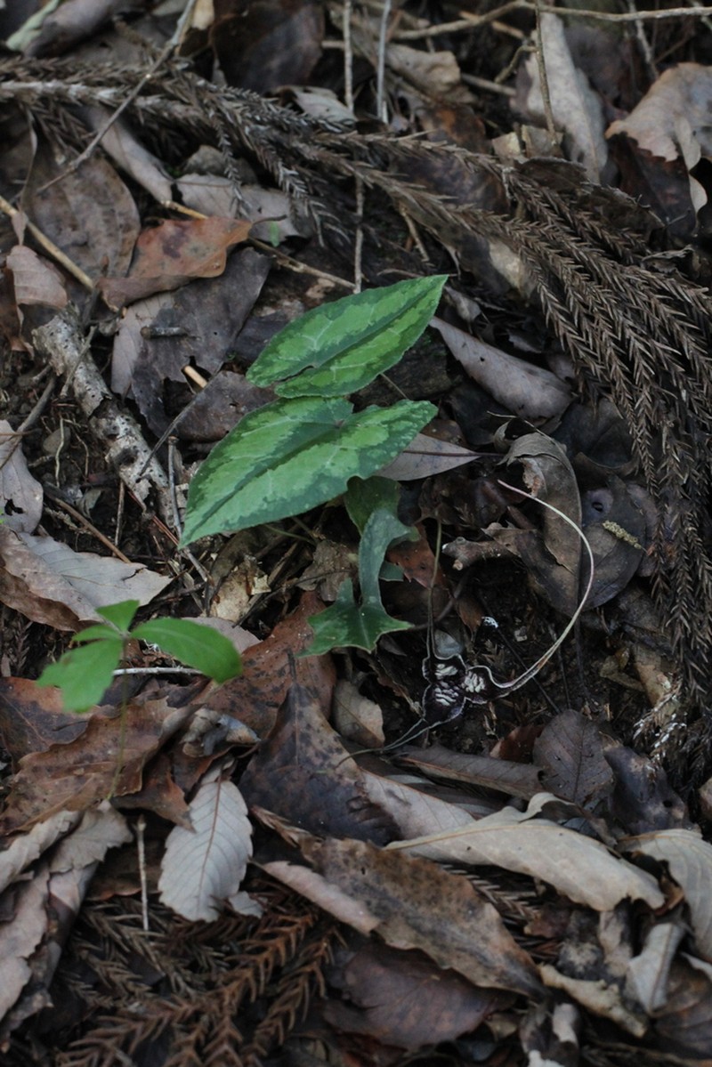 Asarum minamitanianum