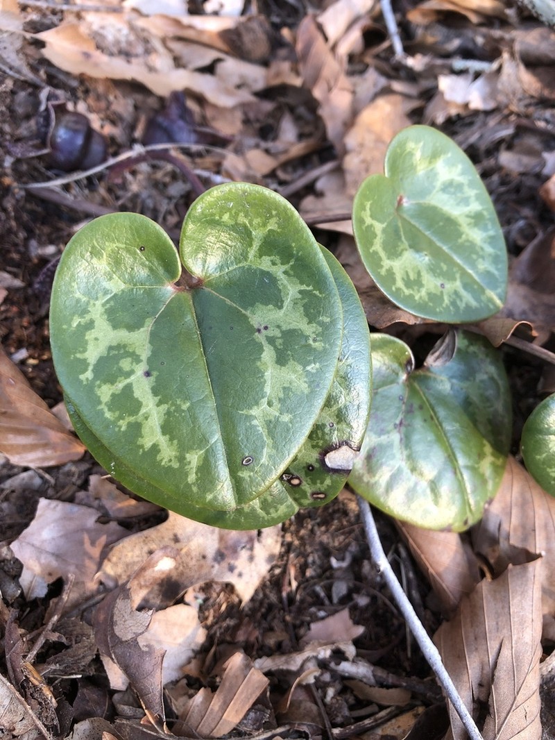 Dwarfflower Heartleaf