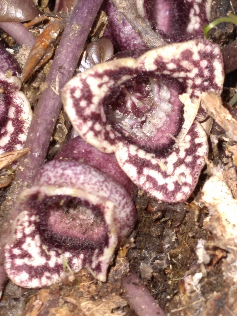 Little Heartleaf photo 2