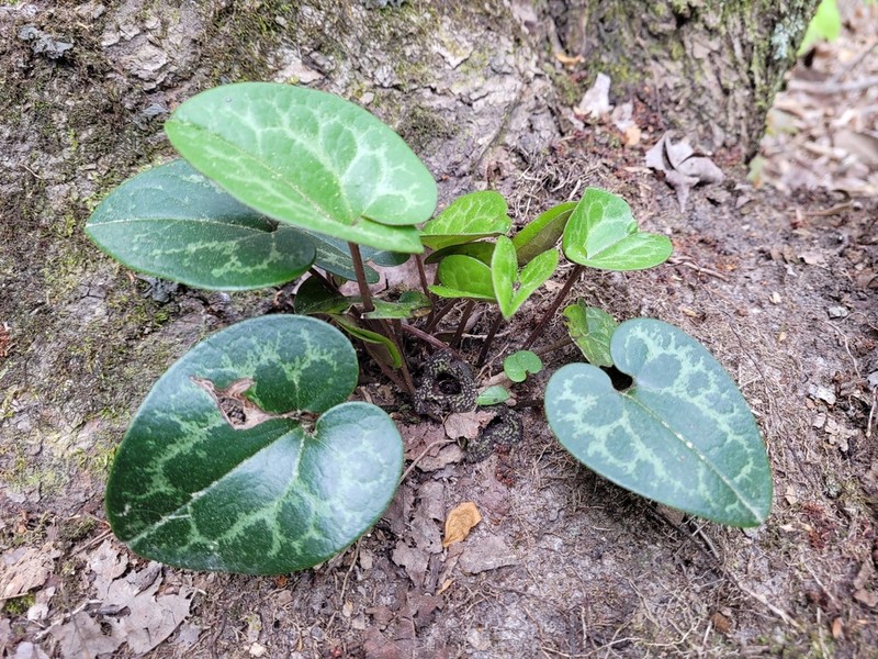 Little Heartleaf photo 5
