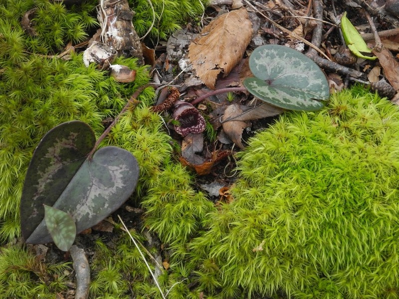 Little Heartleaf photo 6