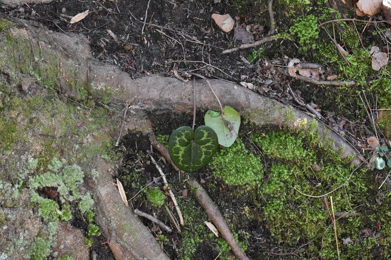 Little Heartleaf photo 7