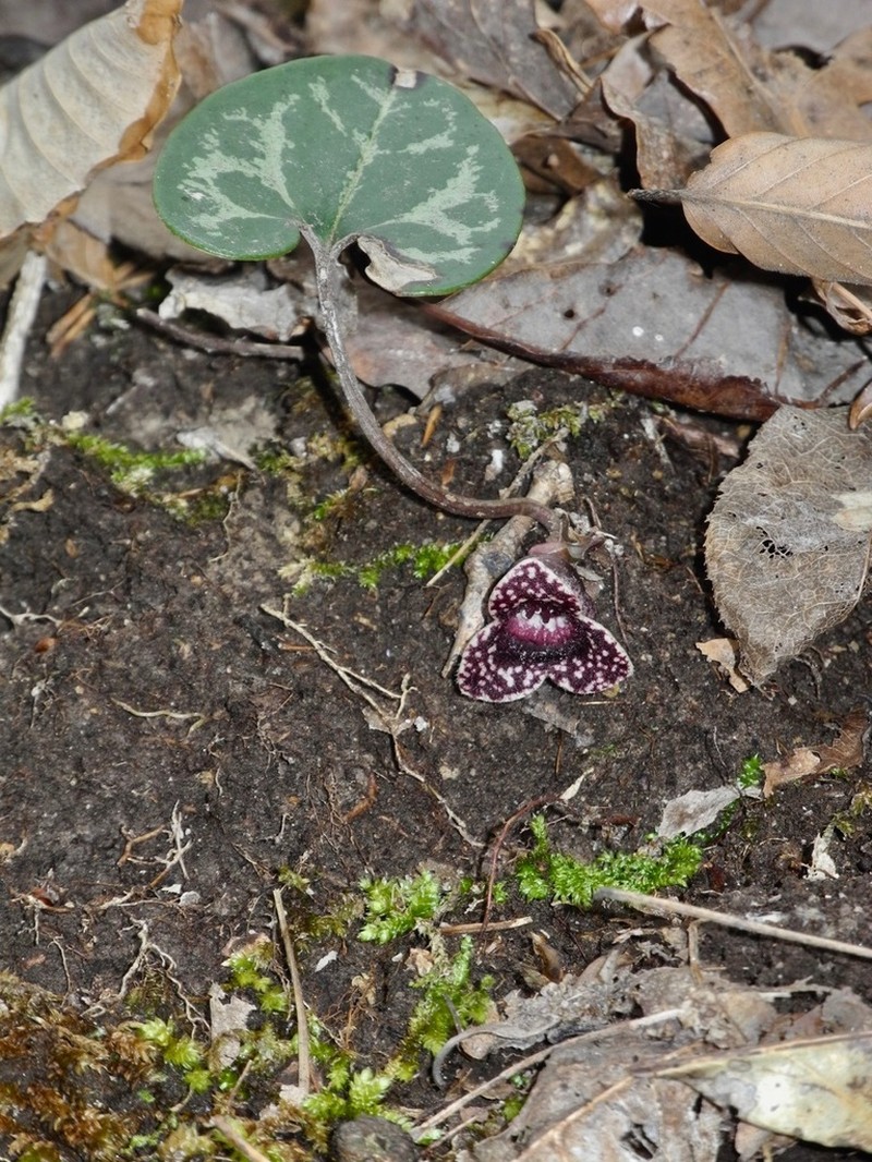 Little Heartleaf photo 8