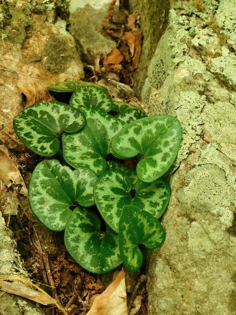 Dwarfflower Heartleaf photo 3