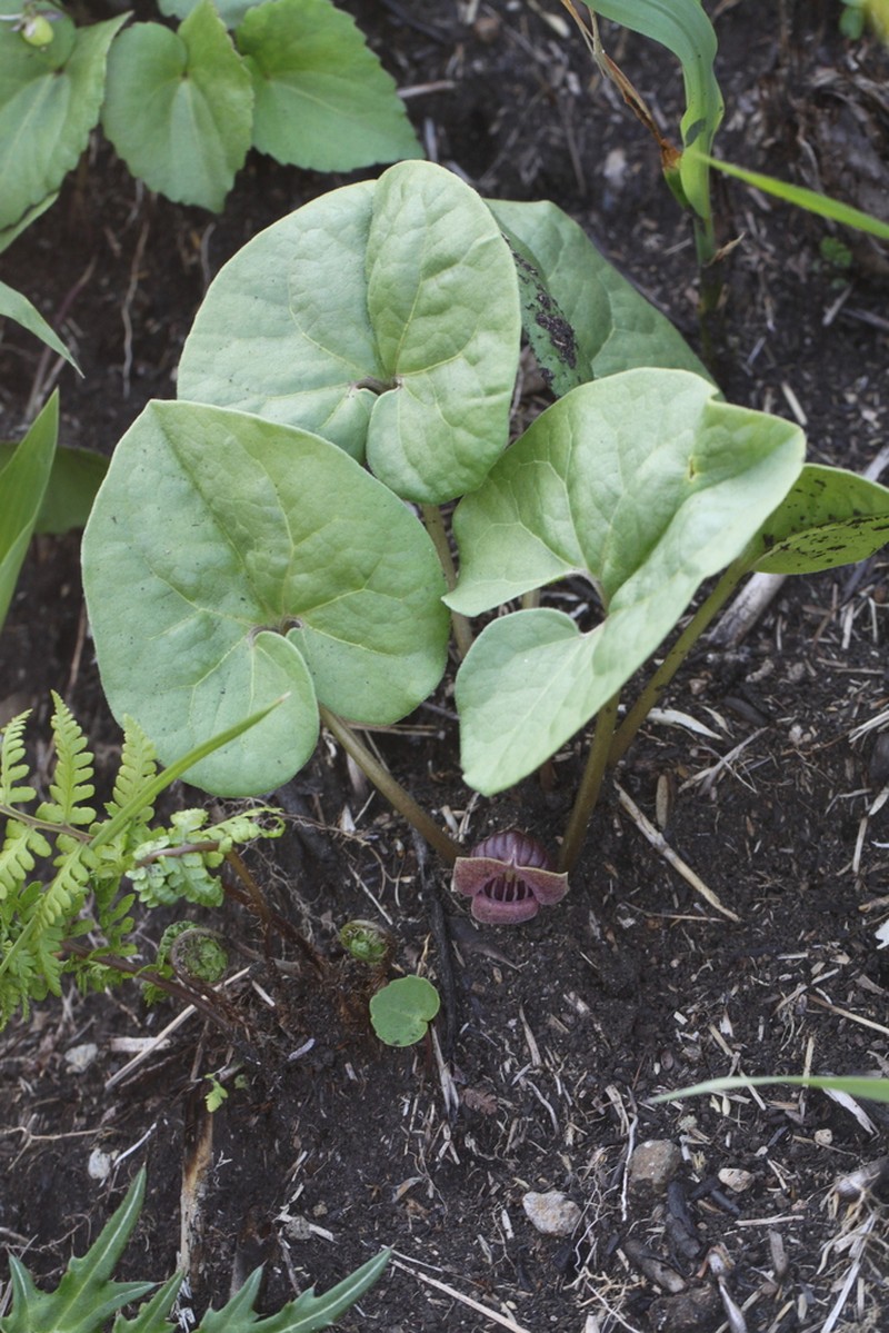 Asarum misandrum