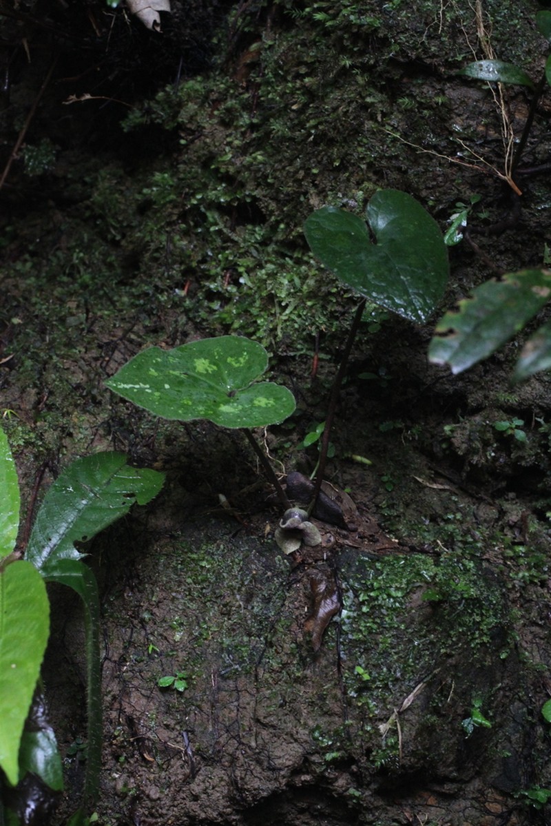 Asarum monodoriflorum photo 2