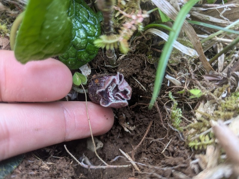 Asarum muramatsui