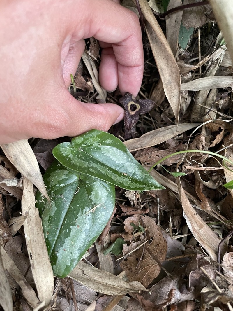 Asarum nipponicum