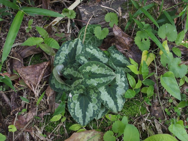 Asarum nipponicum photo 2