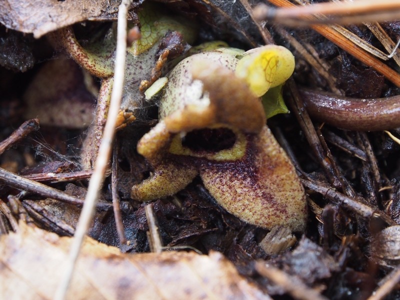 Asarum nipponicum photo 3