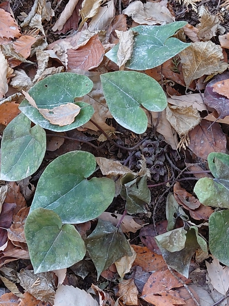 Asarum nipponicum photo 4