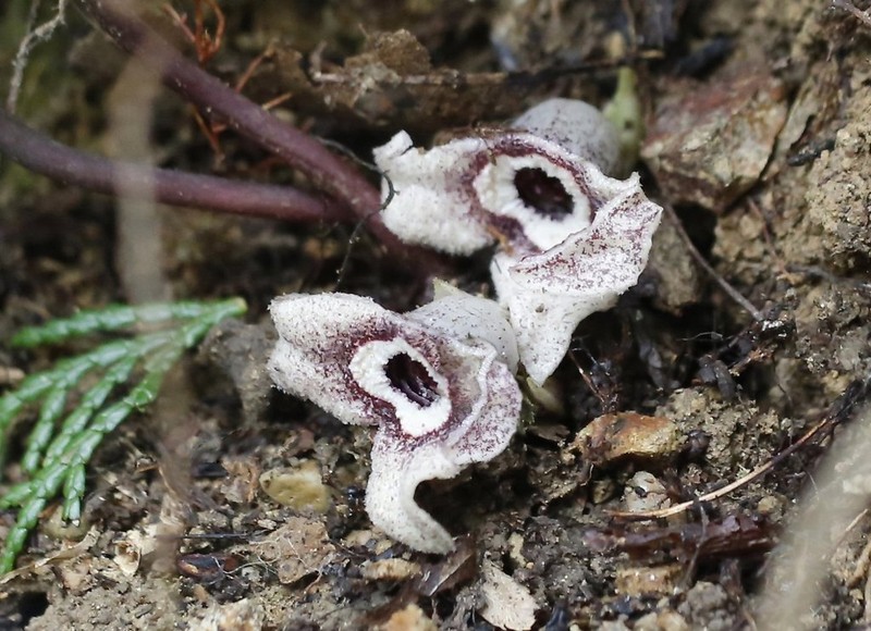Asarum nipponicum photo 5
