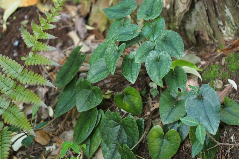 Asarum nipponicum photo 8