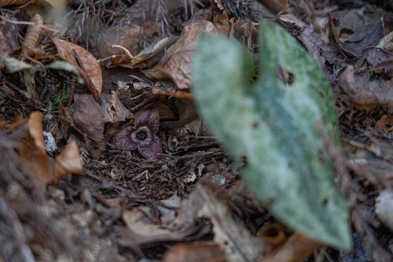 Asarum nipponicum var. nankaiense photo 2