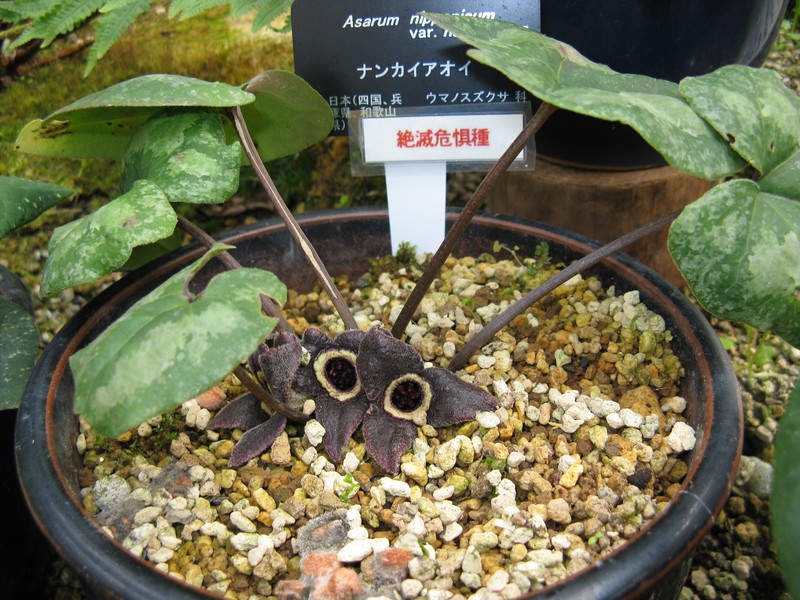 Asarum nipponicum var. nankaiense