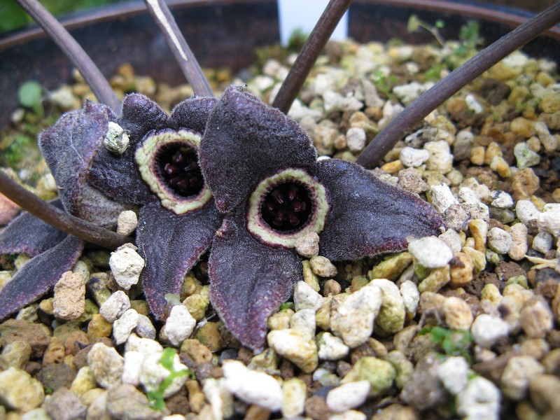 Asarum nipponicum var. nankaiense photo 3