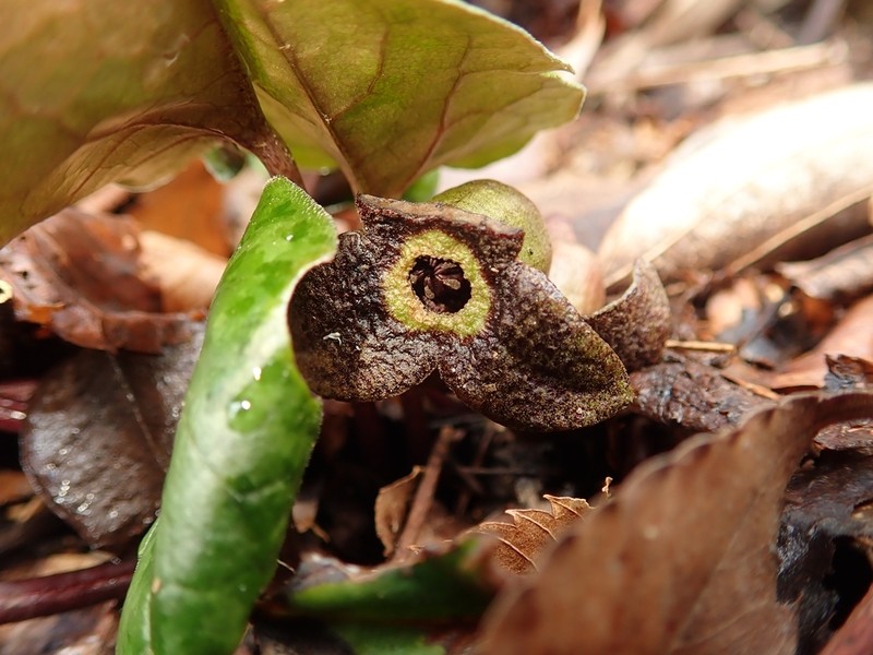 Asarum nipponicum var. nipponicum