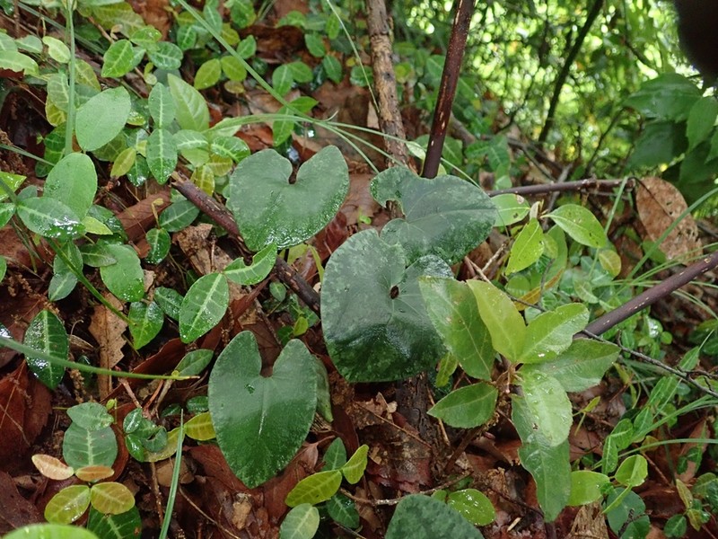 Asarum nipponicum var. nipponicum photo 2