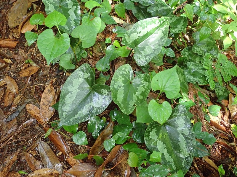 Asarum nipponicum var. nipponicum photo 3