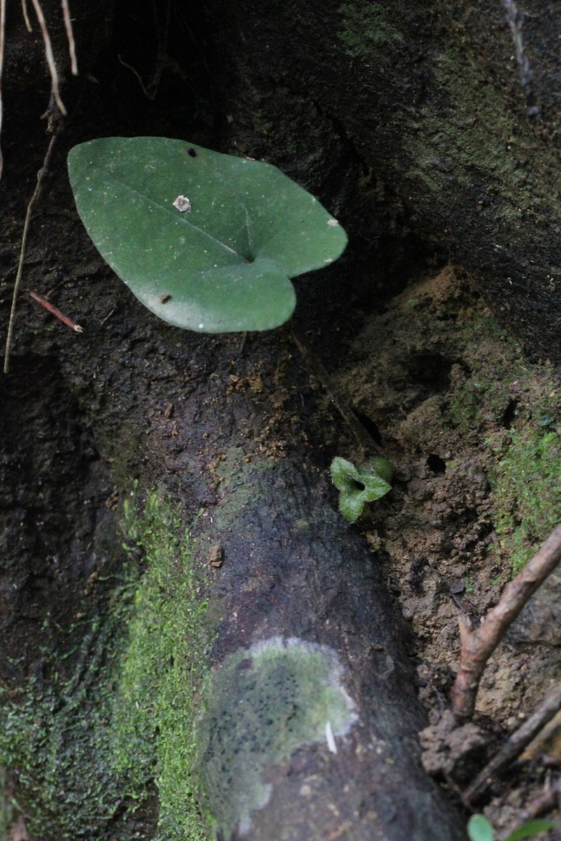 Asarum pellucidum