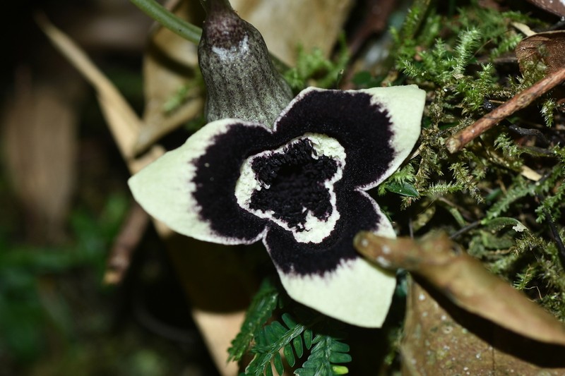 Asarum petelotii