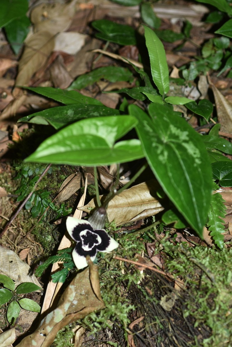 Asarum petelotii photo 2