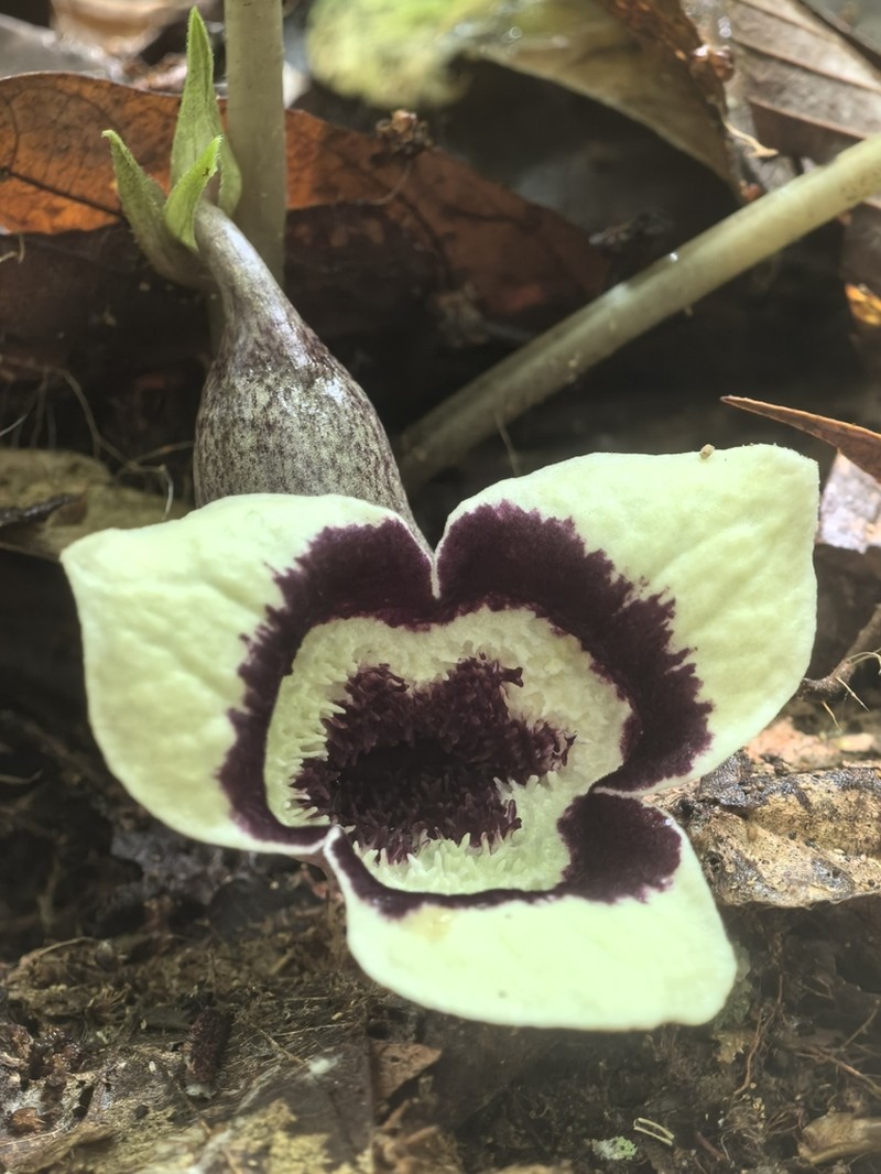 Asarum petelotii photo 3