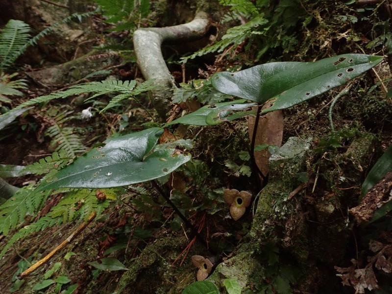 Asarum pubitessellatum