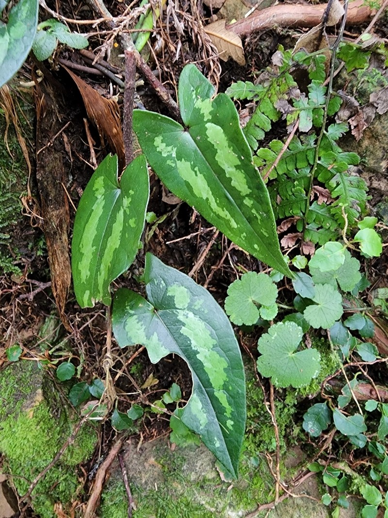 Asarum pubitessellatum photo 2