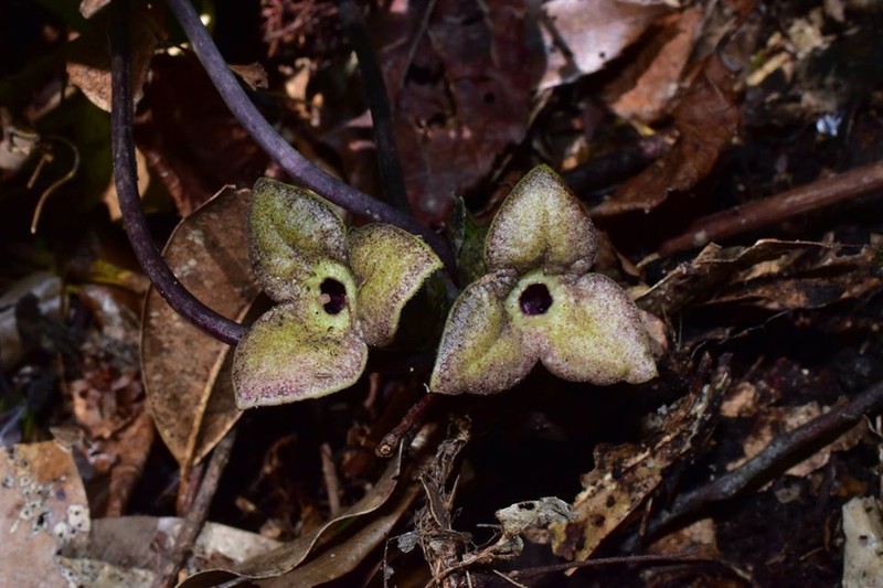 Asarum pubitessellatum photo 3