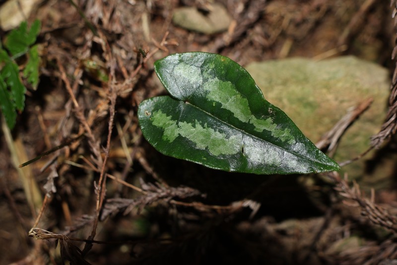 Asarum pubitessellatum photo 5