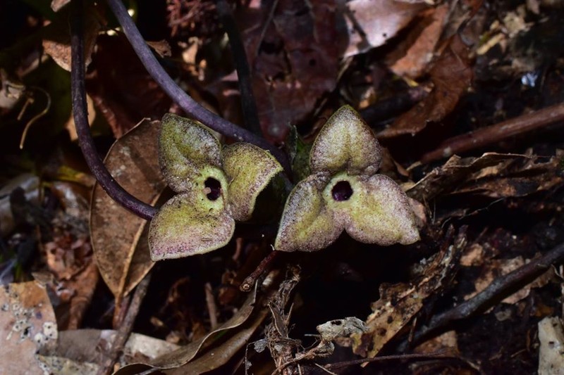 Asarum pubitessellatum photo 6