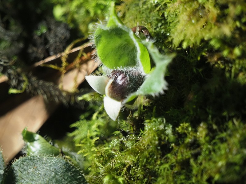 Asarum pulchellum photo 4