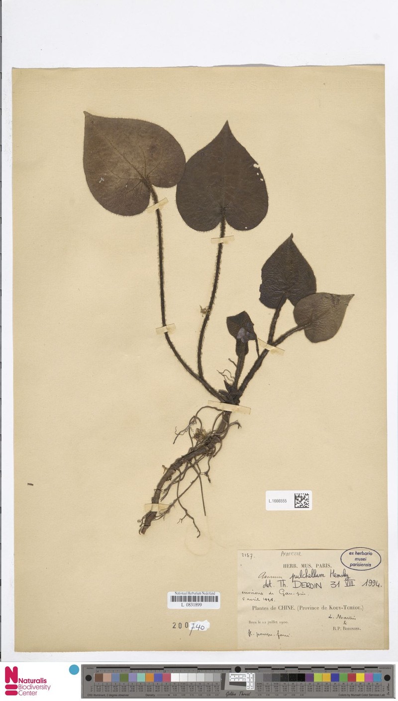 Asarum pulchellum