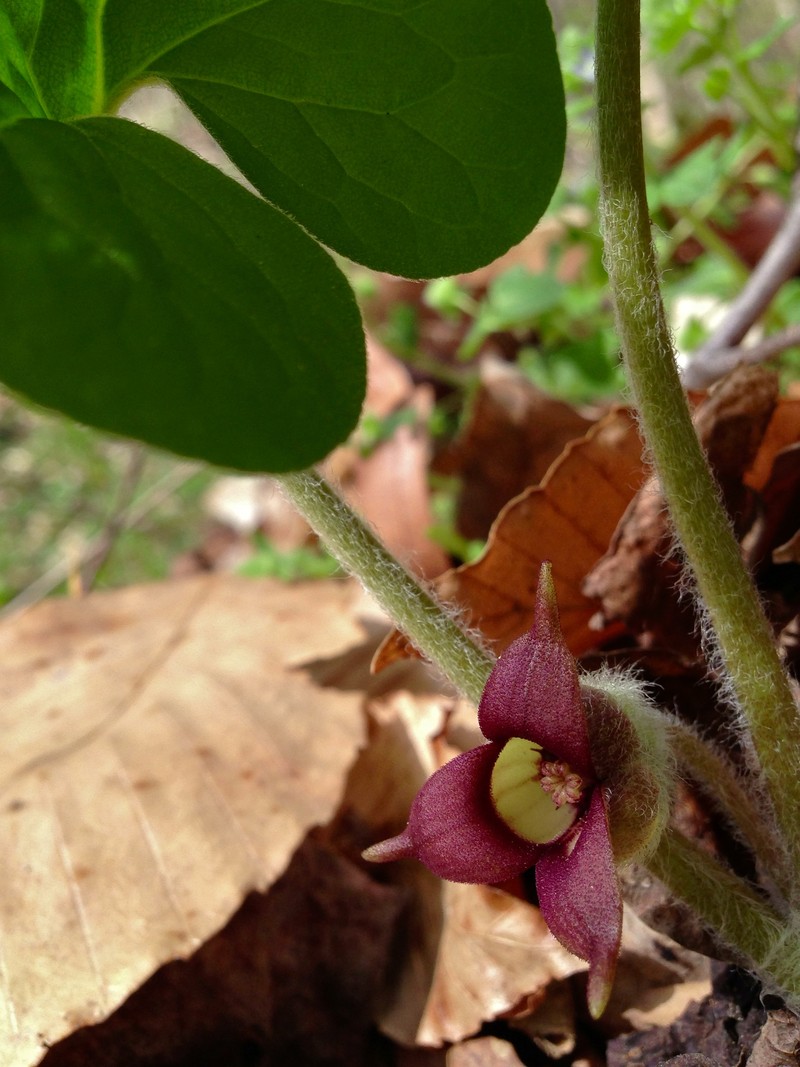 Asarum reflexum