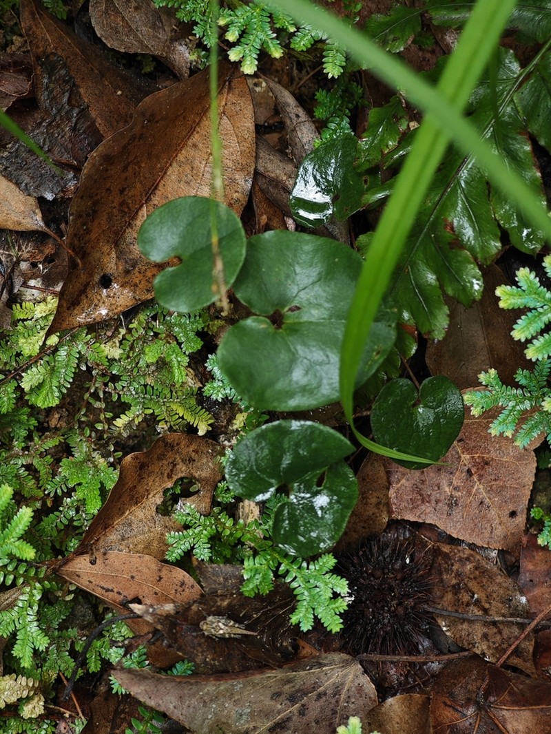 Asarum renicordatum